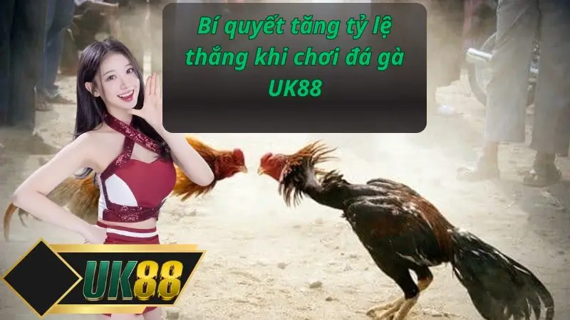 Bí quyết tăng tỷ lệ thắng khi chơi đá gà UK88